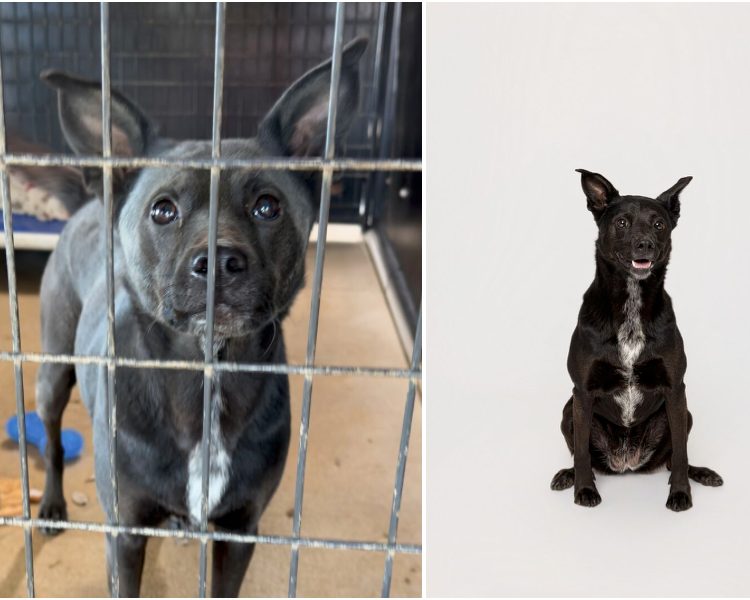 Before and after shelter dog adoption photo showing professional photography versus intake photo - Second Shot program