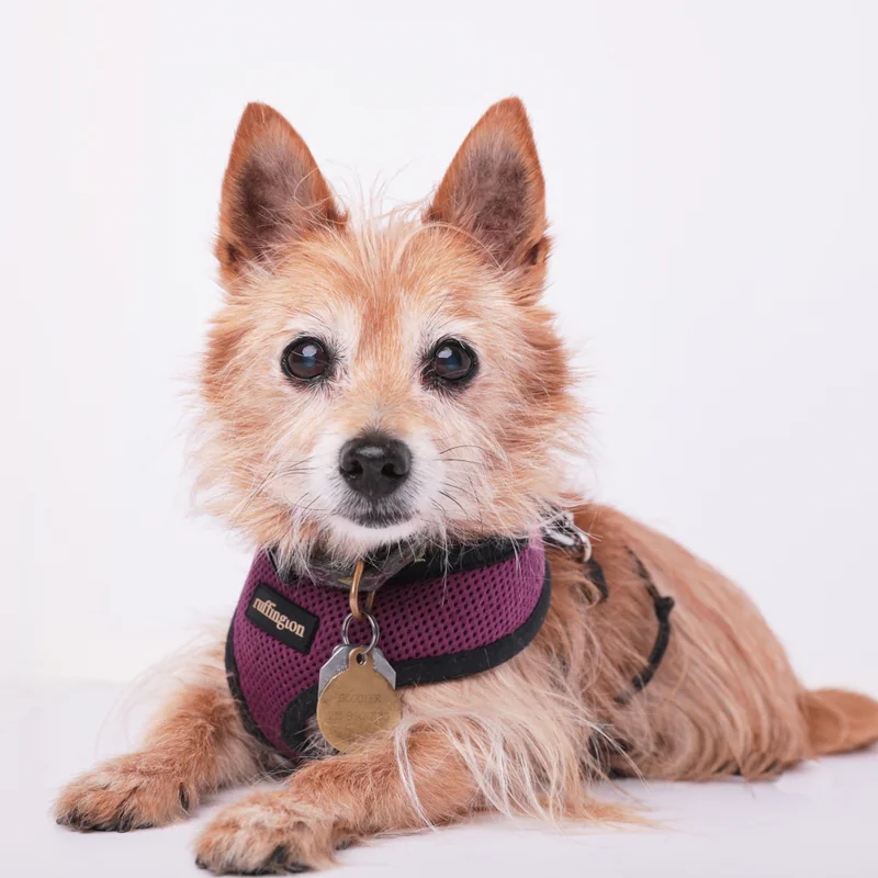 Professional pet portrait photography