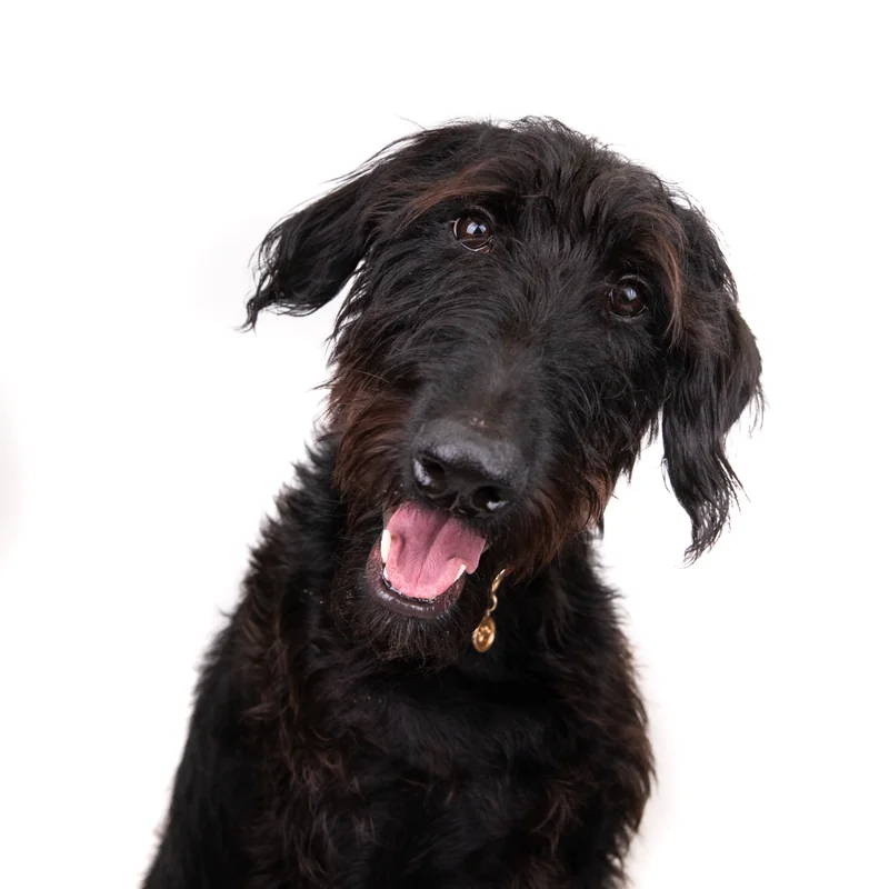 Professional animal photography