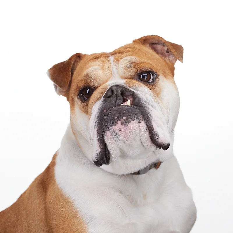 Pet portrait photographer