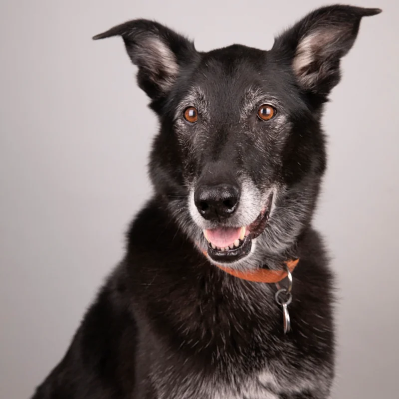 Dog and cat portraits