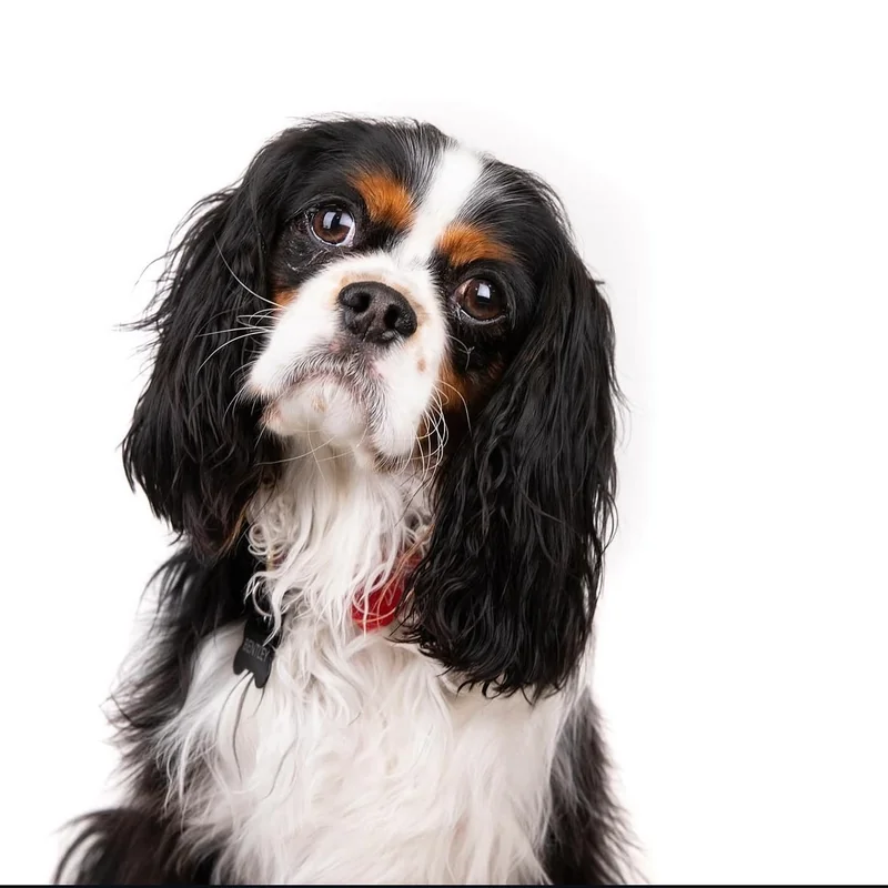 Dog portrait photography Philadelphia