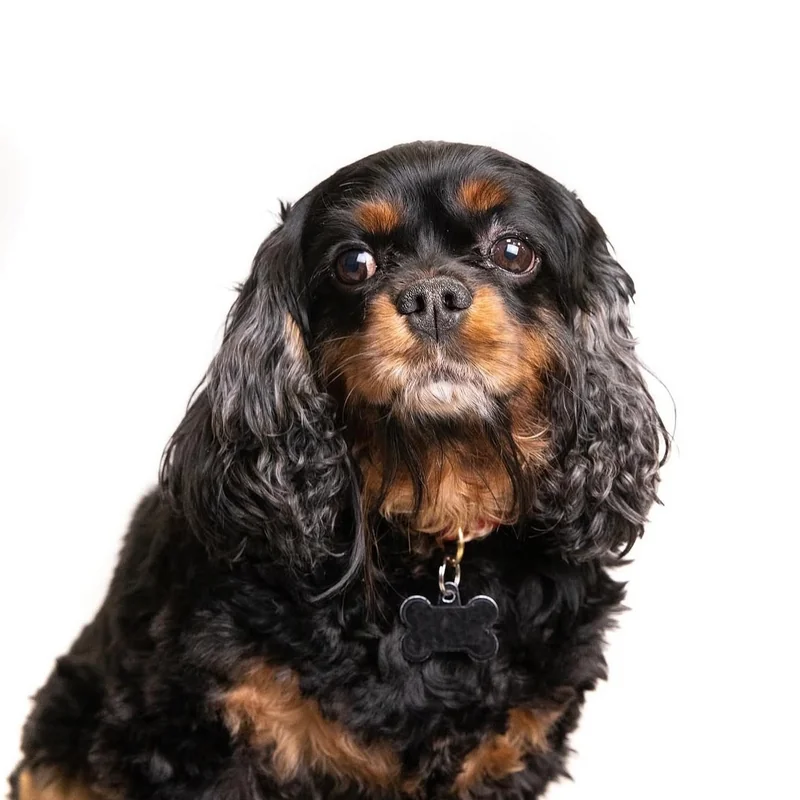 Pet photography Main Line