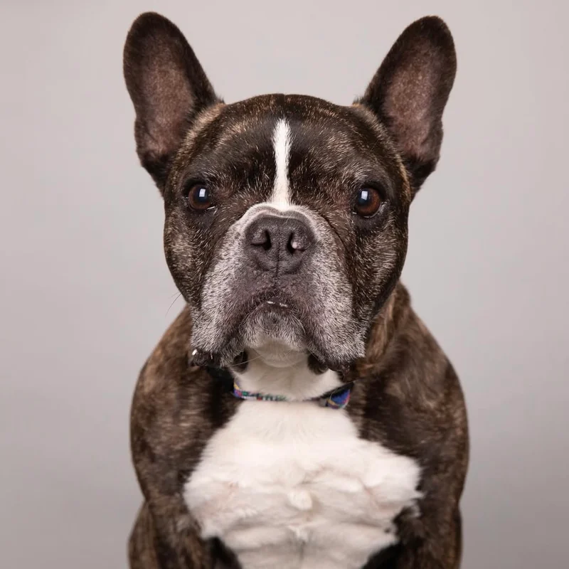 Cat portrait photography