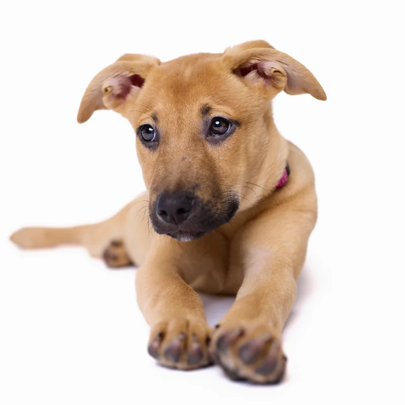 Pet photographer Philadelphia