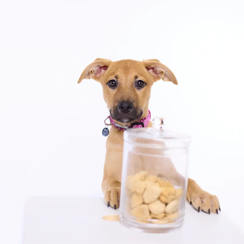 Pet portrait session