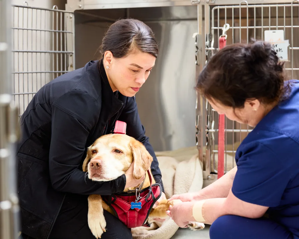Veterinary team caring for a Labrador patient in a clinic kennel — behind-the-scenes on-site team photography at Animal Hospital at Thorndale